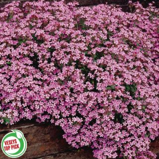 Cote d'Azur Pinks Thumbnail